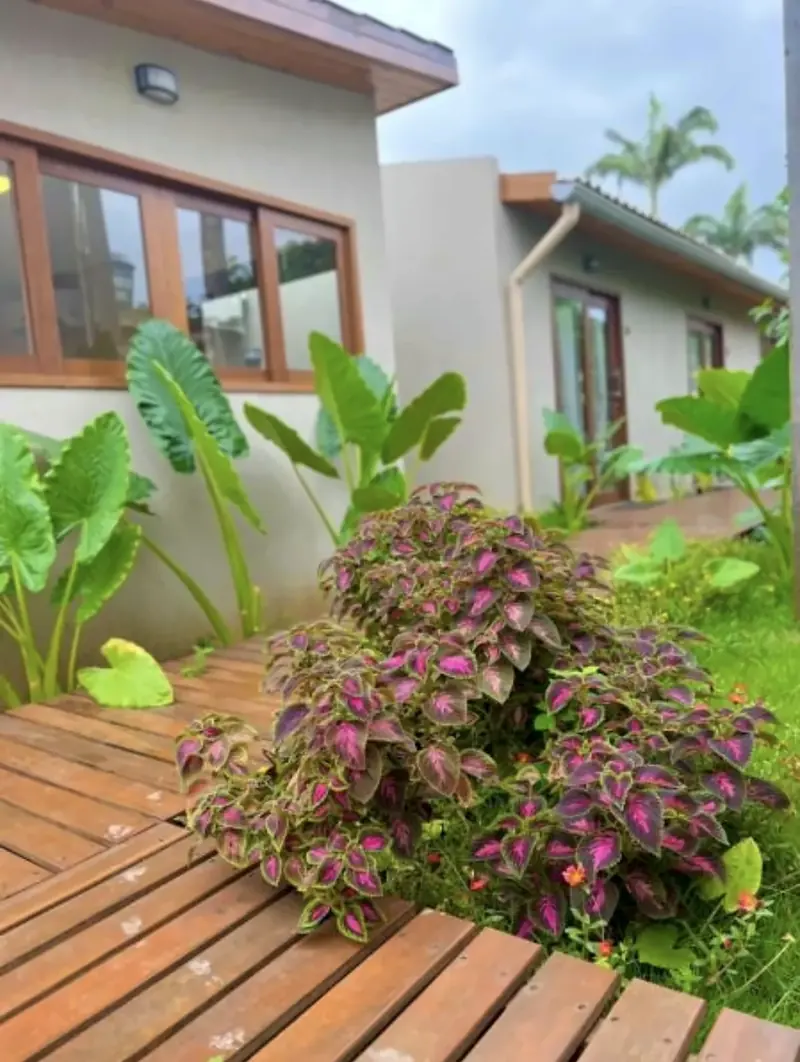 Jardim tropical